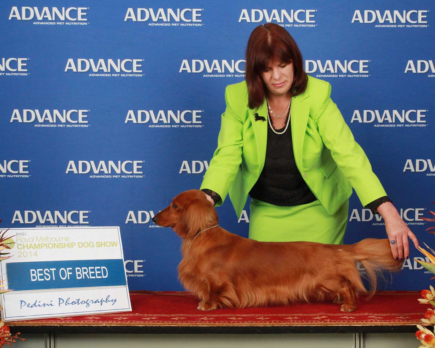 'Devil' Wins Best of Breed at the 2018 Melbourne Royal Show